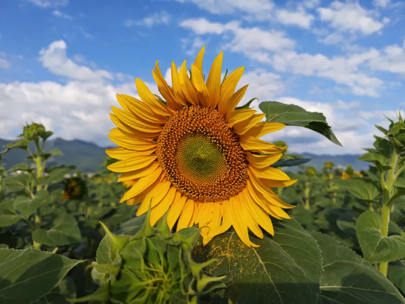 ПОДПИСАНО СПОРАЗУМЕНИЕ ЗА ИЗПЪЛНЕНИЕ НА СТРАТЕГИЯ ЗА ВОДЕНО ОТ ОБЩНОСТИТЕ МЕСТНО РАЗВИТИЕ ЗА ПЕРИОДА 2023 – 2027 г.